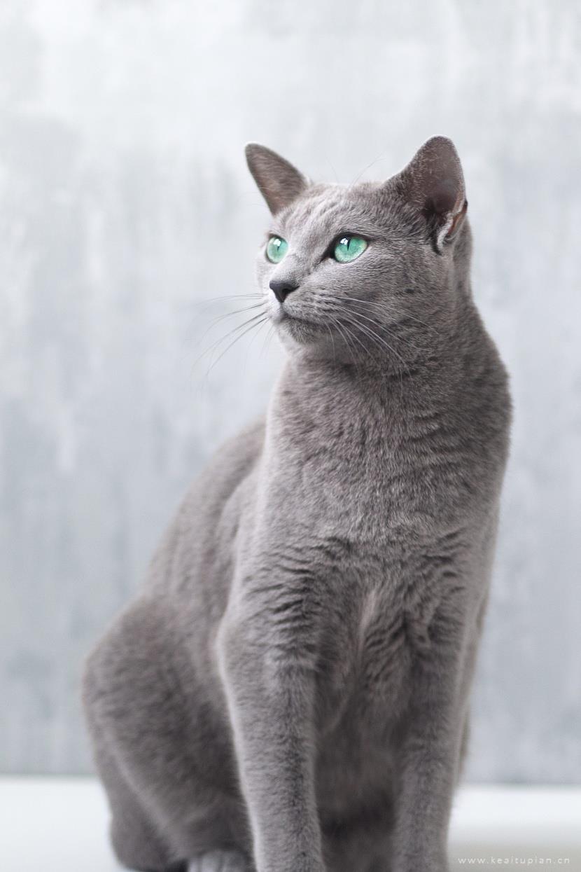 好看优雅的俄罗斯蓝猫图片大全
