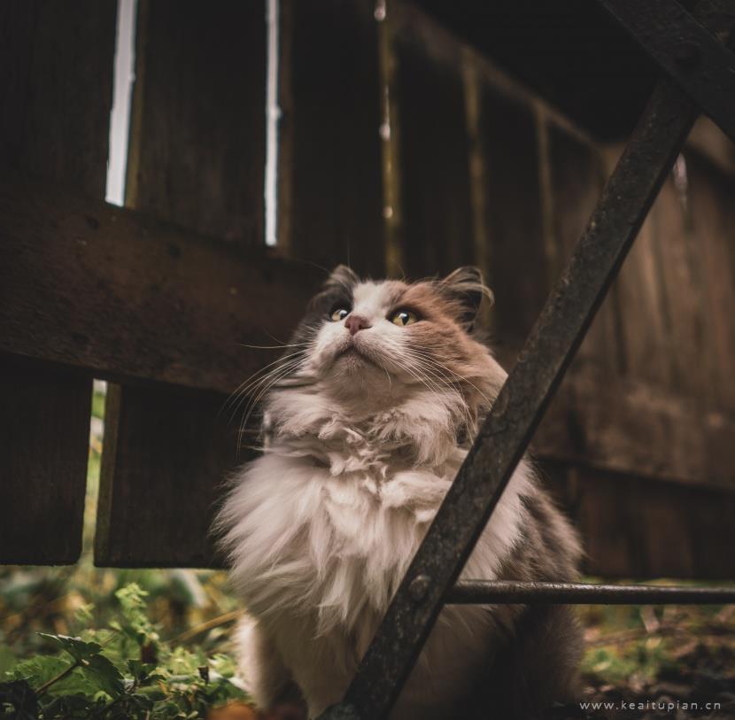 唯美安静温柔的布偶猫图片大全
