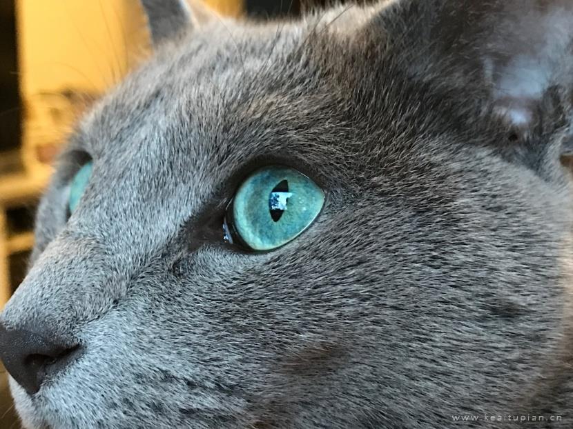好看优雅的俄罗斯蓝猫图片大全