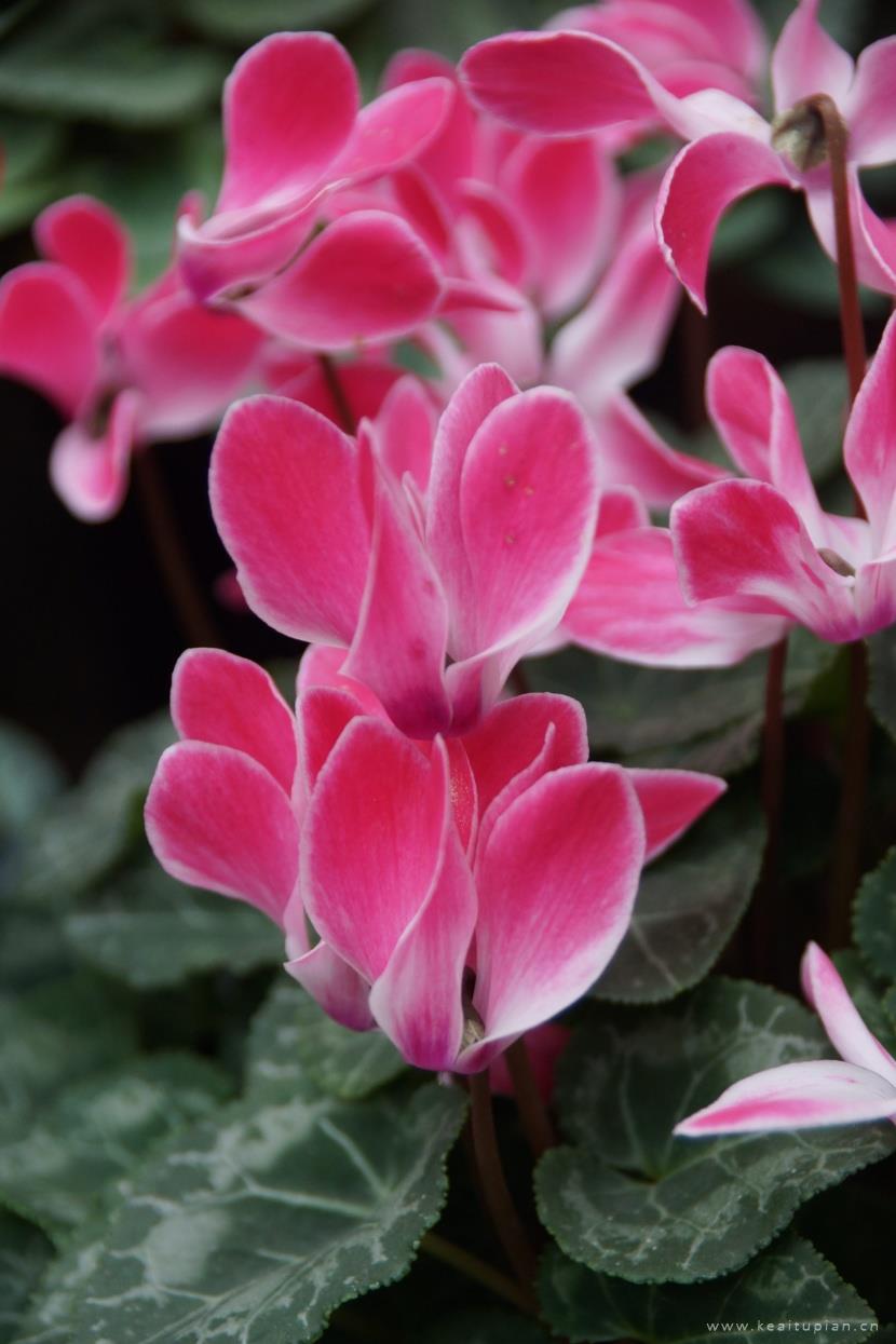 漂亮的花色鲜艳的仙客来图片大全