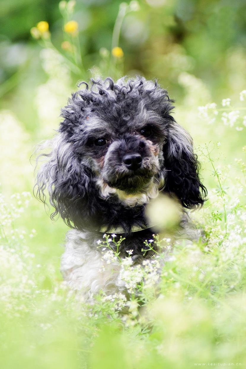 唯美聪明活泼的迷你贵宾犬图片大全
