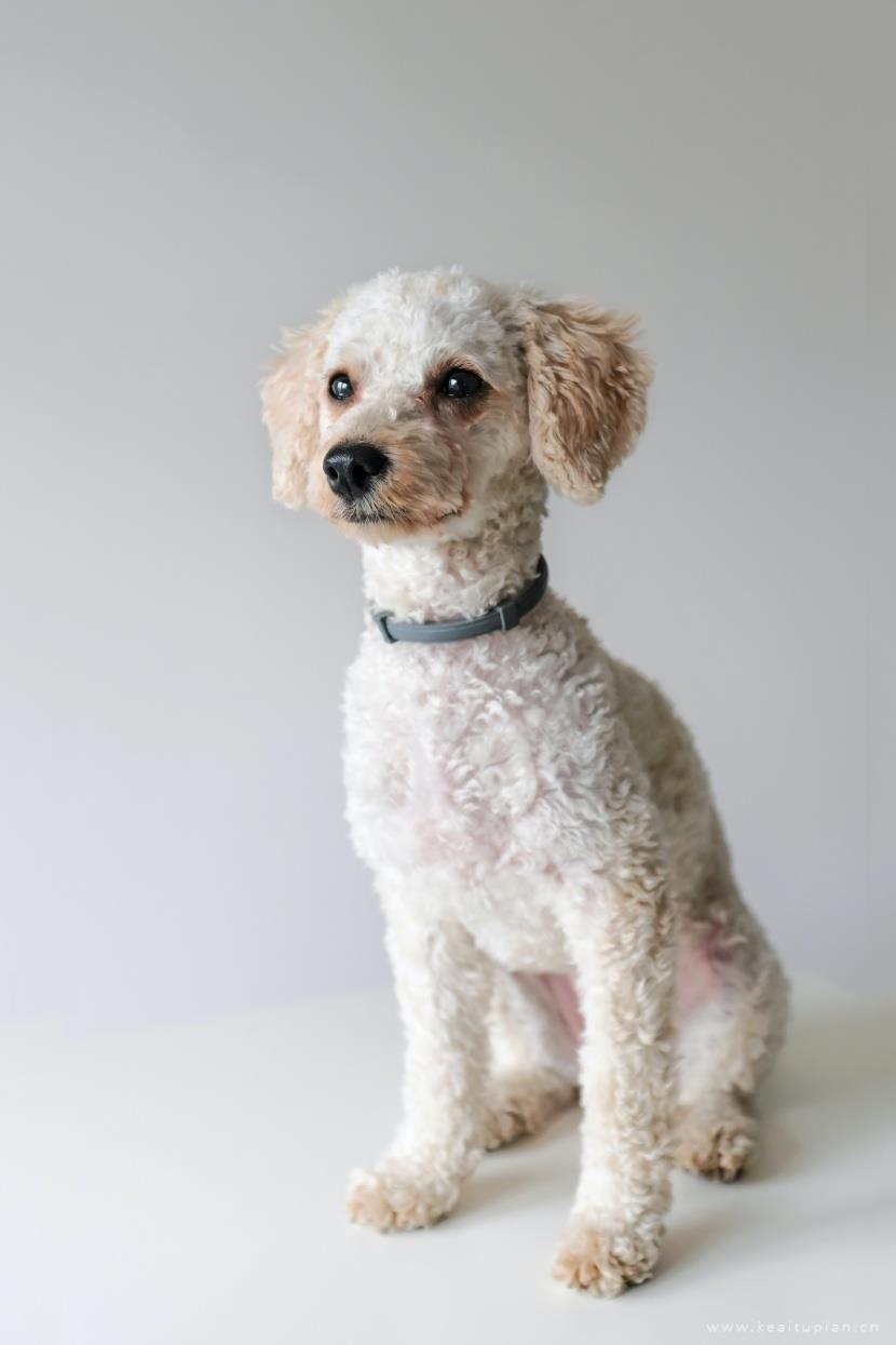 唯美聪明活泼的迷你贵宾犬图片大全