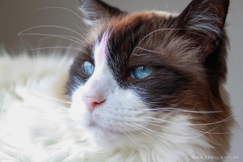 唯美安静温柔的布偶猫图片大全