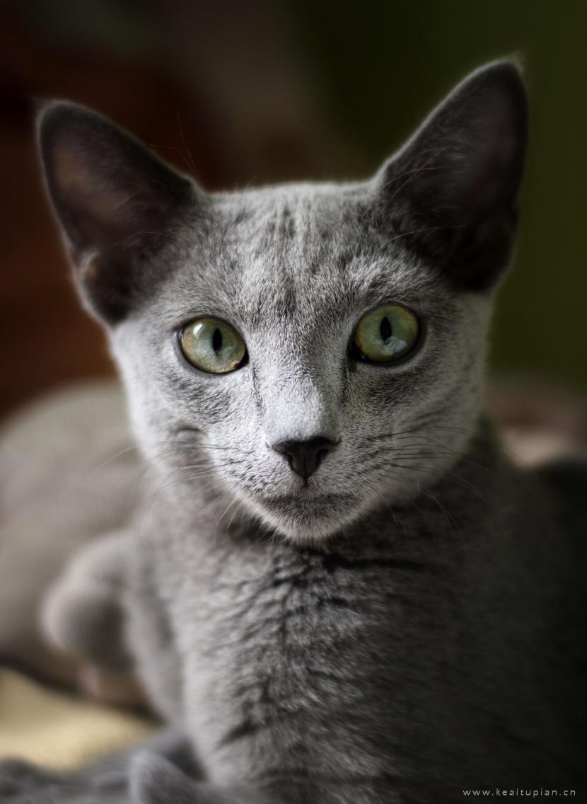好看优雅的俄罗斯蓝猫图片大全