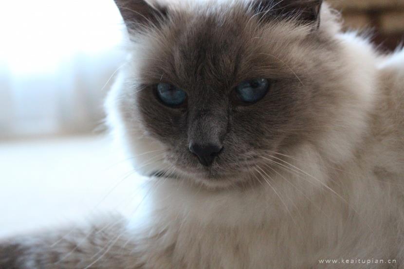 漂亮的温顺友好的伯曼猫图片大全