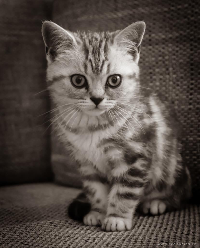 唯美聪明温顺的英国短毛猫图片大全