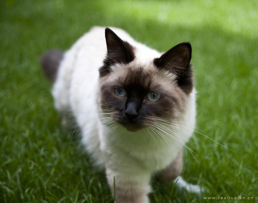 漂亮的温顺友好的伯曼猫图片大全