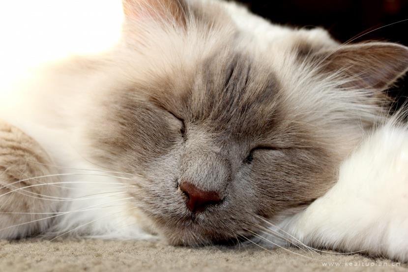 漂亮的温顺友好的伯曼猫图片大全