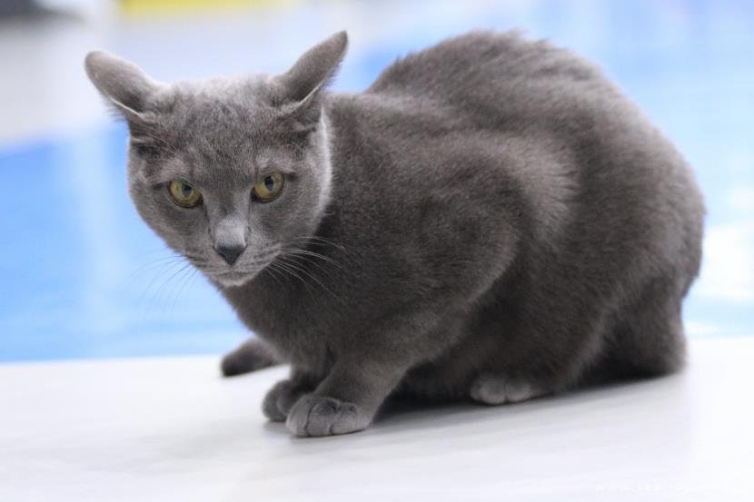好看优雅的俄罗斯蓝猫图片大全