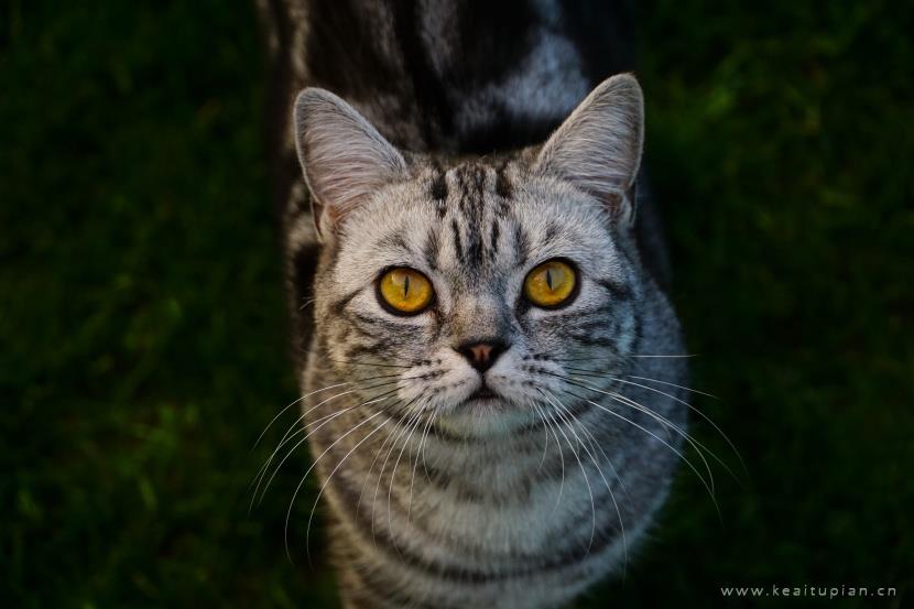 唯美聪明温顺的英国短毛猫图片大全