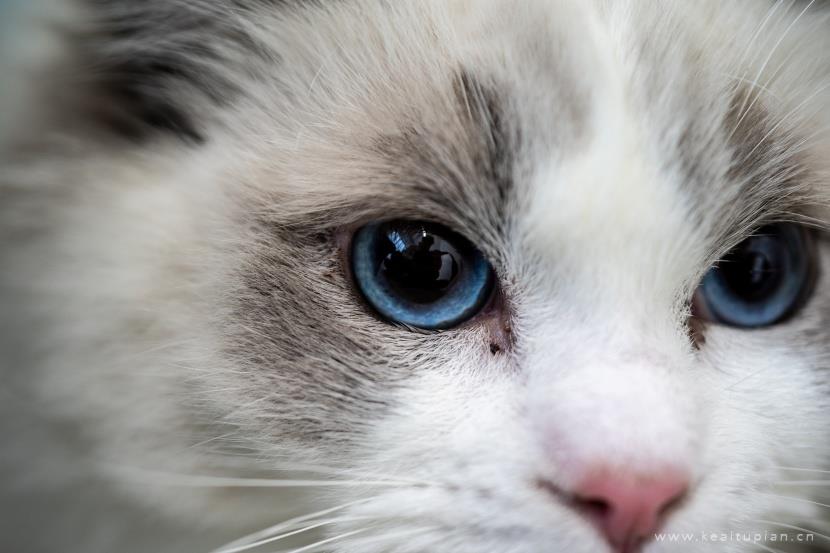 唯美安静温柔的布偶猫图片大全