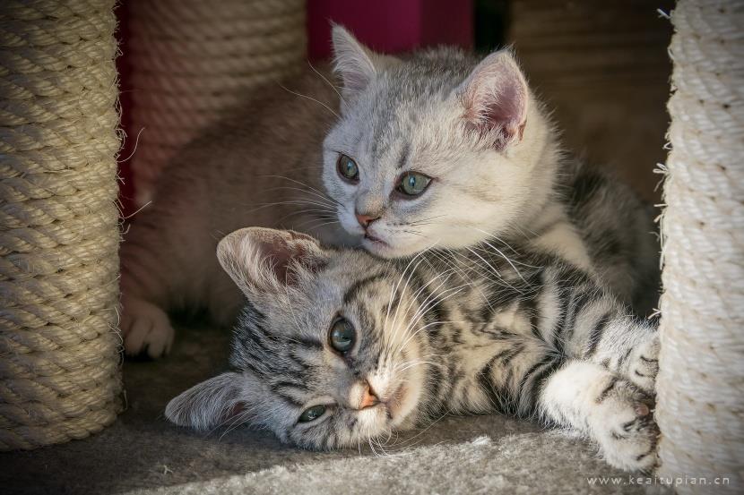 唯美聪明温顺的英国短毛猫图片大全