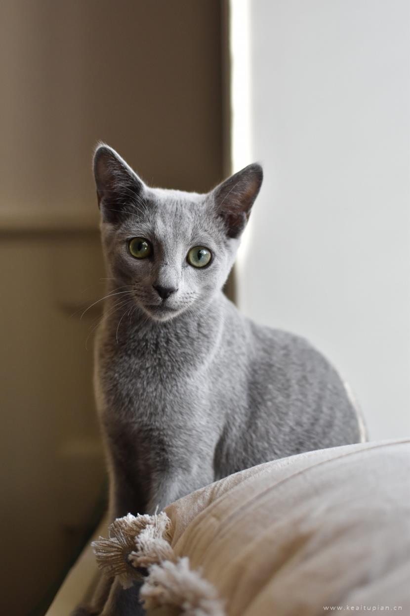 好看优雅的俄罗斯蓝猫图片大全
