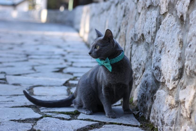 好看优雅的俄罗斯蓝猫图片大全