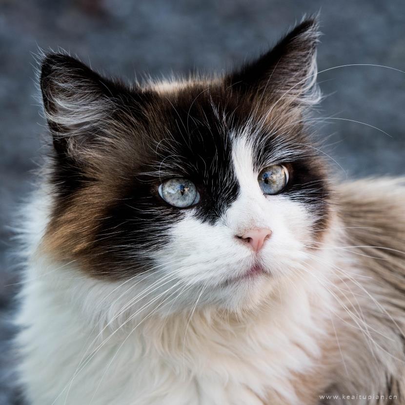 唯美安静温柔的布偶猫图片大全