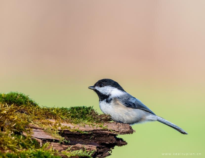 好看灰色的麻雀图片大全