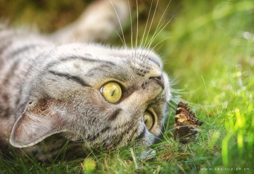 唯美聪明温顺的英国短毛猫图片大全