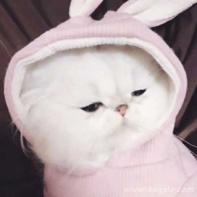 乖巧超萌的小猫cp头像图片