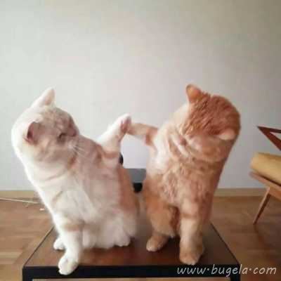 乖巧超萌的小猫cp头像图片
