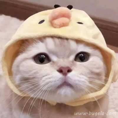乖巧超萌的小猫cp头像图片