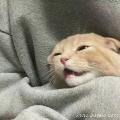 乖巧超萌的小猫cp头像图片