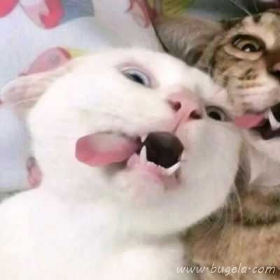 乖巧超萌的小猫cp头像图片