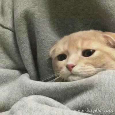 乖巧超萌的小猫cp头像图片