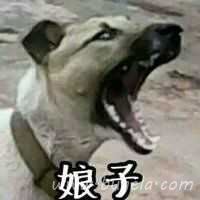 超级幽默的娘子啊哈伴侣头像图片