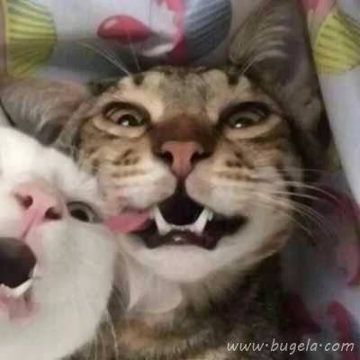 乖巧超萌的小猫cp头像图片