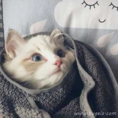 乖巧超萌的小猫cp头像图片