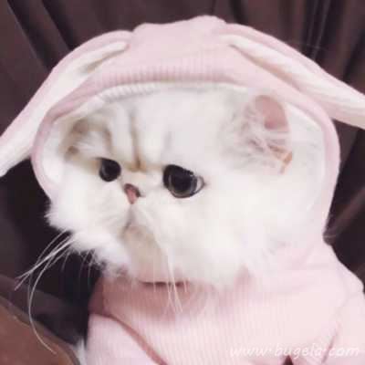 乖巧超萌的小猫cp头像图片