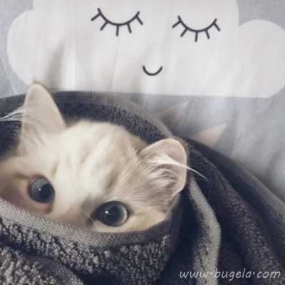 乖巧超萌的小猫cp头像图片