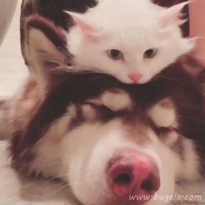 乖巧超萌的小猫cp头像图片