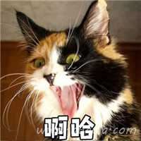 超级幽默的娘子啊哈伴侣头像图片