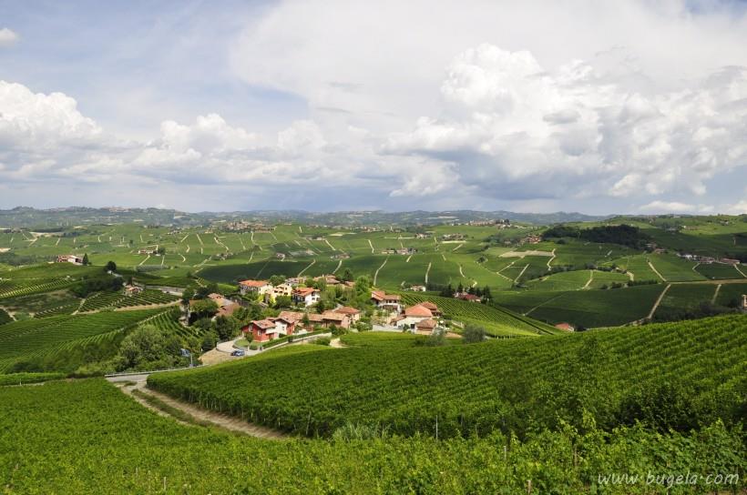 漂亮的一望无际的绿色葡萄园风景图片大全