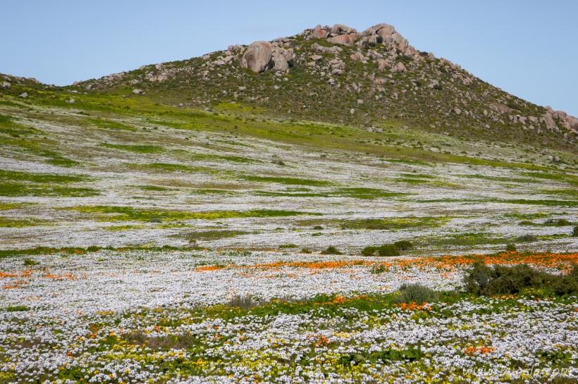唯美开满花朵的草地图片大全