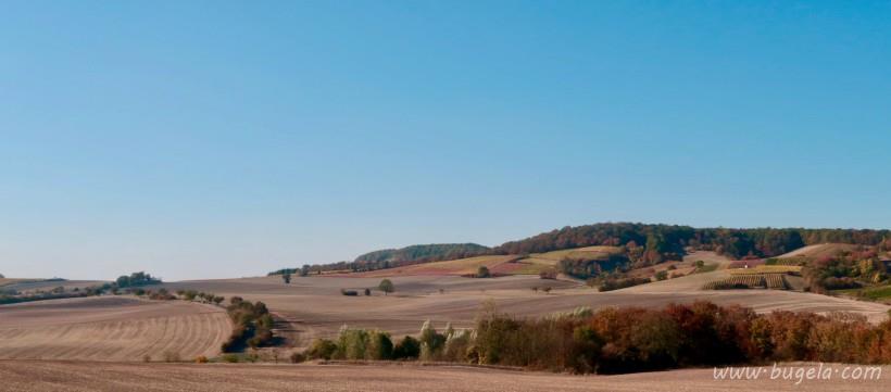 漂亮的一望无际的绿色葡萄园风景图片大全