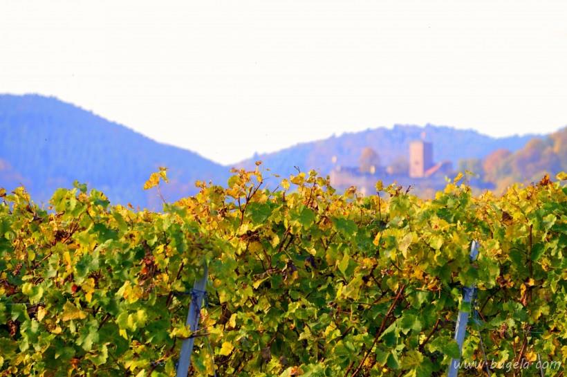 漂亮的一望无际的绿色葡萄园风景图片大全