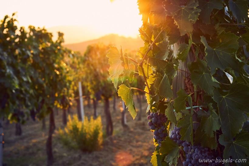 漂亮的一望无际的绿色葡萄园风景图片大全
