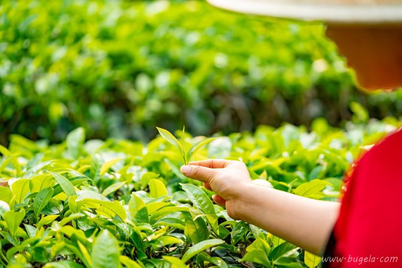 唯美一望无际的绿色茶园风景图片大全
