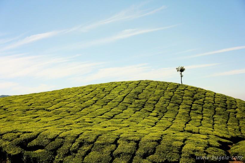 唯美一望无际的绿色茶园风景图片大全