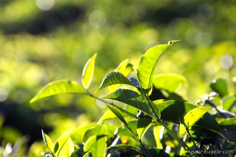 唯美一望无际的绿色茶园风景图片大全