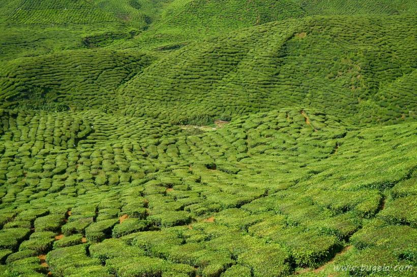 唯美一望无际的绿色茶园风景图片大全