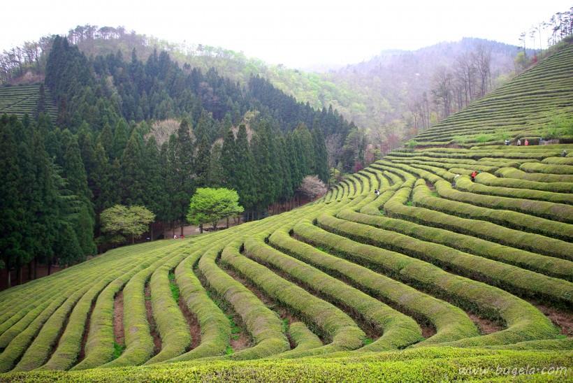 唯美一望无际的绿色茶园风景图片大全