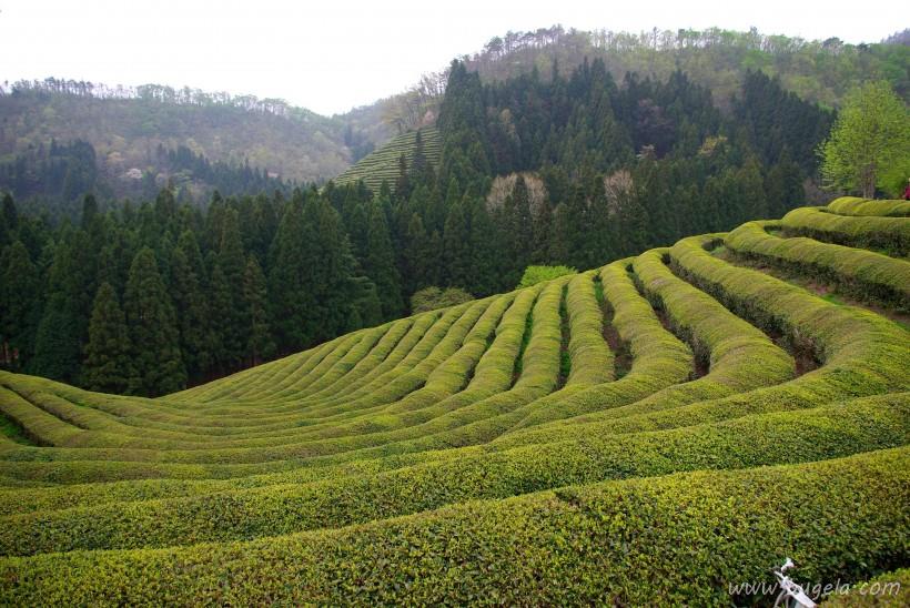 唯美一望无际的绿色茶园风景图片大全