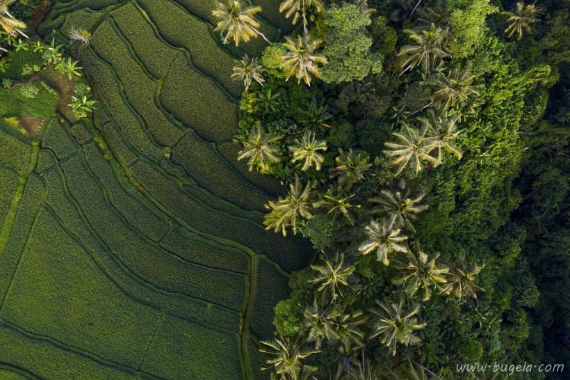 超美层层叠叠的绿色梯田风景图片大全
