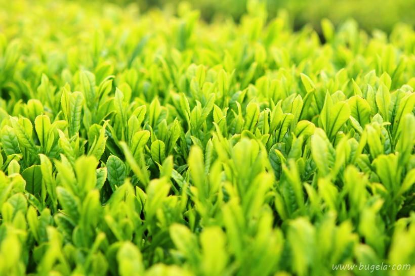唯美一望无际的绿色茶园风景图片大全