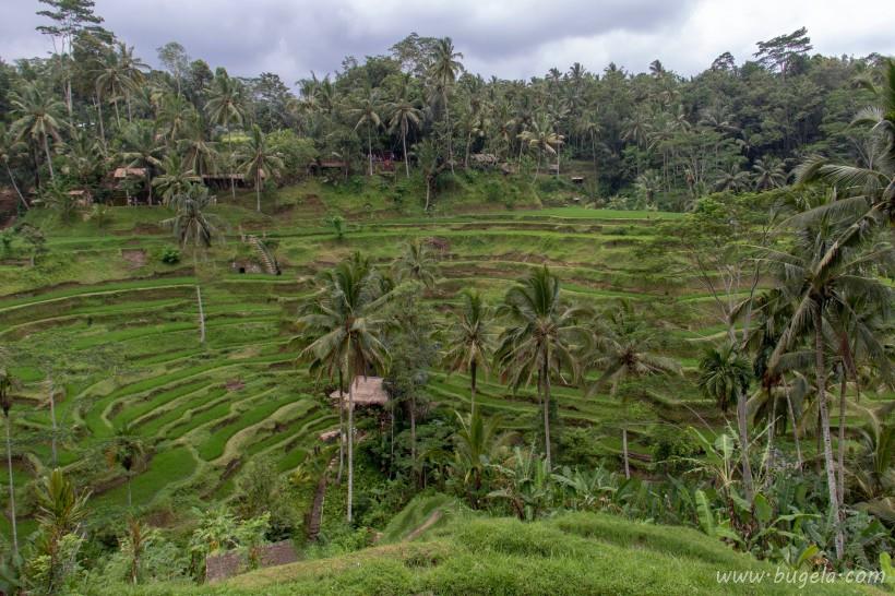超美层层叠叠的绿色梯田风景图片大全