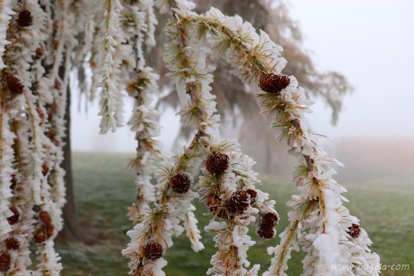 漂亮的冬季透明寒冷的冰晶图片大全