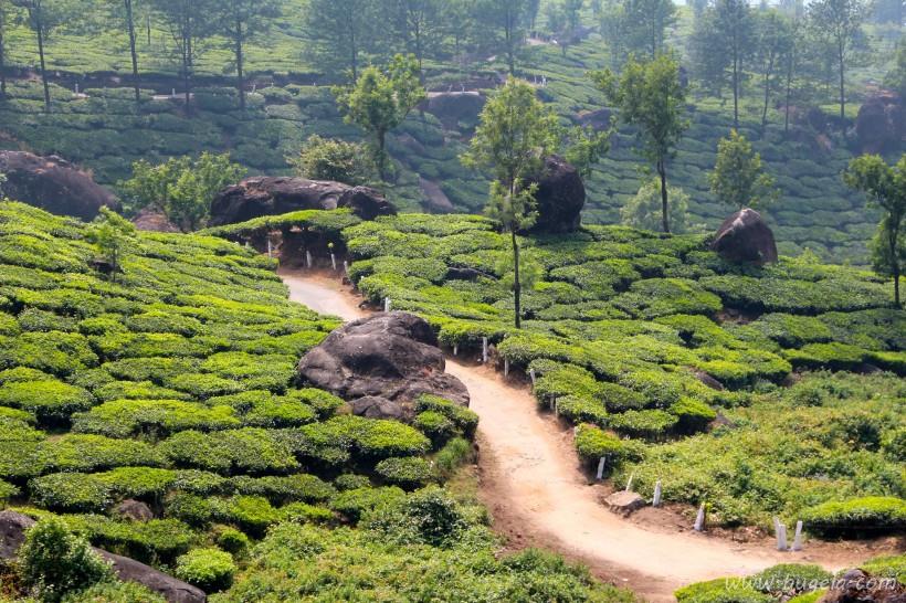 唯美一望无际的绿色茶园风景图片大全